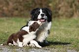BORDER COLLIE 783